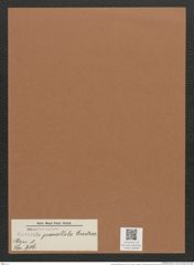 Navicula parallela Castrac. (de-Toni-Nr.: Genus 1, Species 716) Zeichnungen Sammlung Grunow Mappe 00589 (Herbarium_W_Grunow_drawings_Folder_00589)